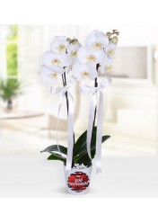 seramik vazoda beyaz orkide
